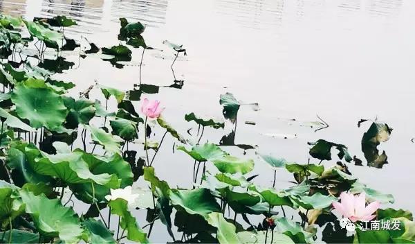 江南荷葉、蓮花